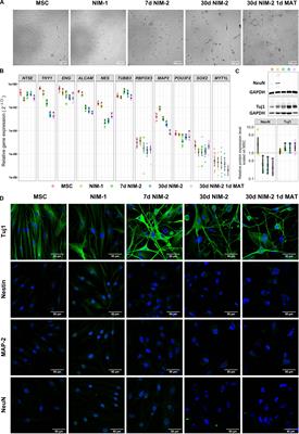 Gap Junction Dependent Cell Communication Is Modulated During Transdifferentiation of Mesenchymal Stem/Stromal Cells Towards Neuron-Like Cells